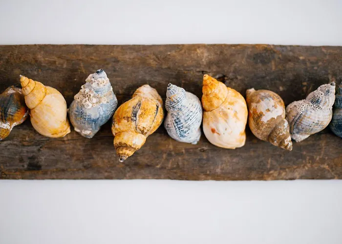 Pension Mai-Scholle Borkum